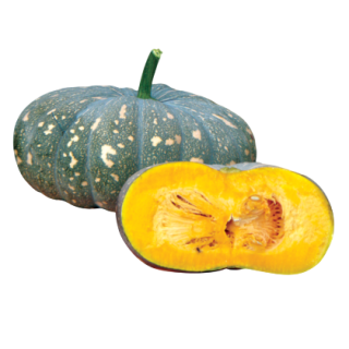 Aadi Winter Squash From Known You Seed (India) (1)-KYI